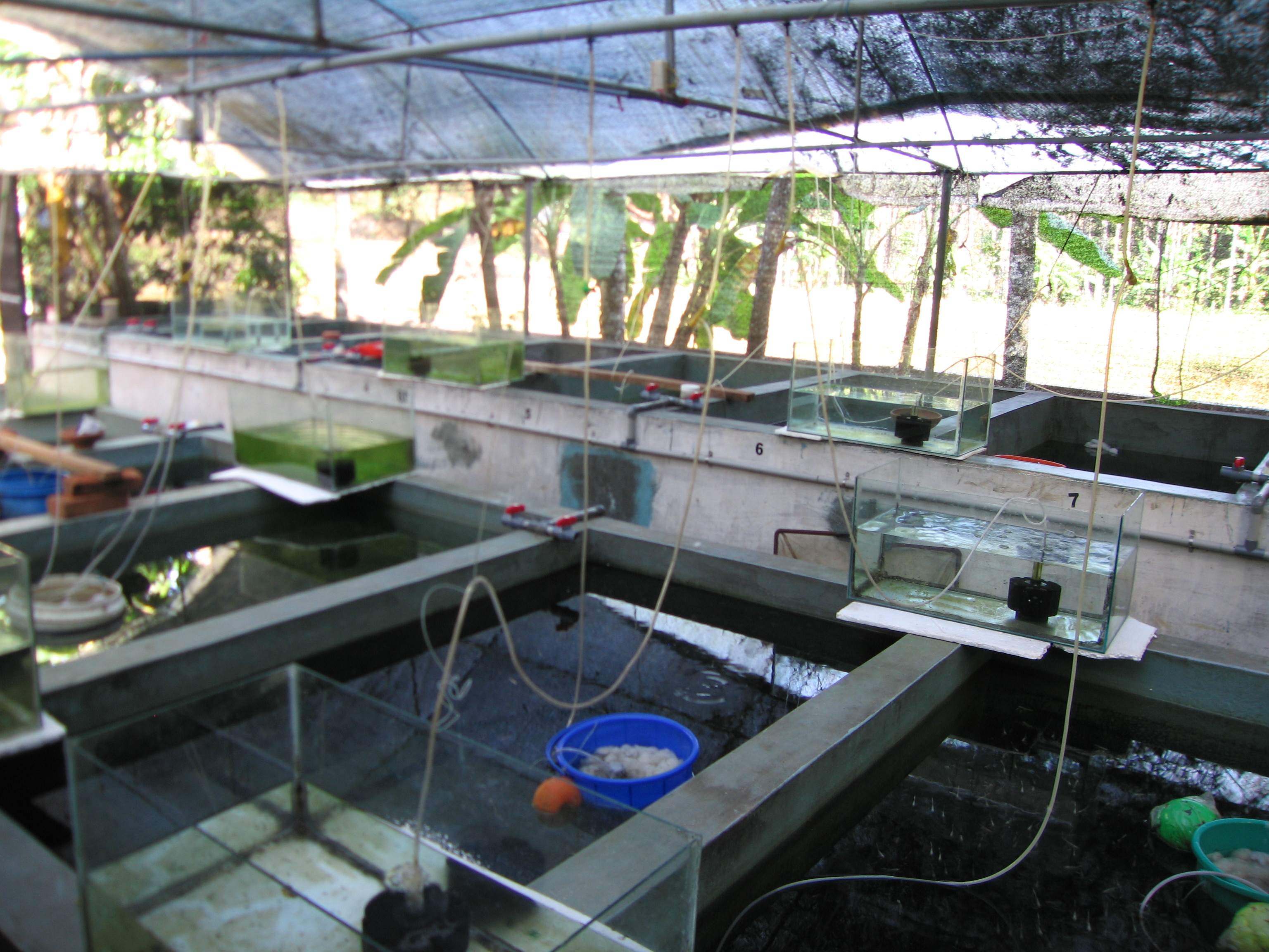 Aquaponics – Fish tank and grow bed container options 